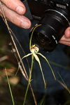 Caladenia busseliana