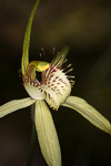 Caladenia busseliana