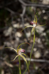 Caladenia viridescens