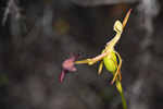Drakaea elastica