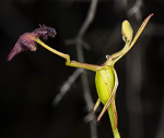 Drakaea elastica