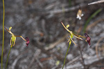 Drakaea elastica