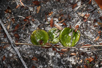 Drakaea elastica