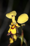 Diuris micrantha