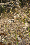 Diuris micrantha