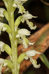 Microtis alba