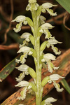 Microtis alba