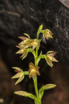 Thelymitra benthamiana