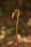 Gastrodia lacista