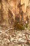 Gastrodia lacista