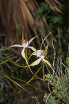 Caladenia lodgeana