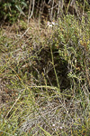 Caladenia lodgeana