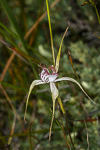 Caladenia lodgeana
