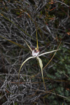 Caladenia lodgeana