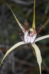 Caladenia lodgeana
