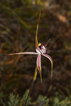 Caladenia lodgeana