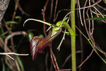 Cryptostylis ovata