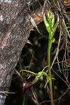 Cryptostylis ovata