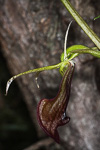 Cryptostylis ovata