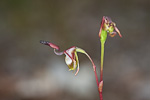 Paracaleana disjuncta