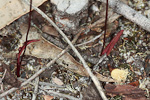 Paracaleana disjuncta
