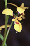 Diuris drummondii