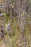 Diuris drummondii