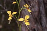 Diuris drummondii