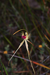 Caladenia radiata