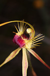 Caladenia radiata