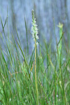 Prasophyllum drumondii