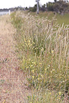 Diuris emarginata