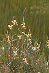 Diuris emarginata