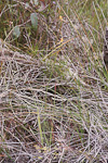 Caladenia radiata