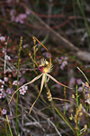 Caladenia radiata