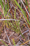 Diuris setacea