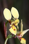 Diuris setacea