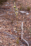 Diuris setacea
