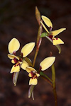 Diuris setacea