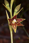 Thelymitra fuscolutea