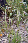 Prasophyllum brownii