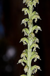 Microtis alboviridescens