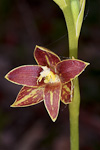 Thelymitra fuscolutea