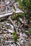 Thelymitra fuscolutea