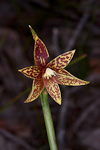 Thelymitra fuscolutea