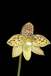 Thelymitra tigrina