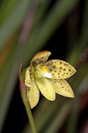 Thelymitra tigrina