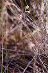 Thelymitra tigrina