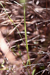 Thelymitra tigrina