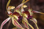 Caladenia corynephora